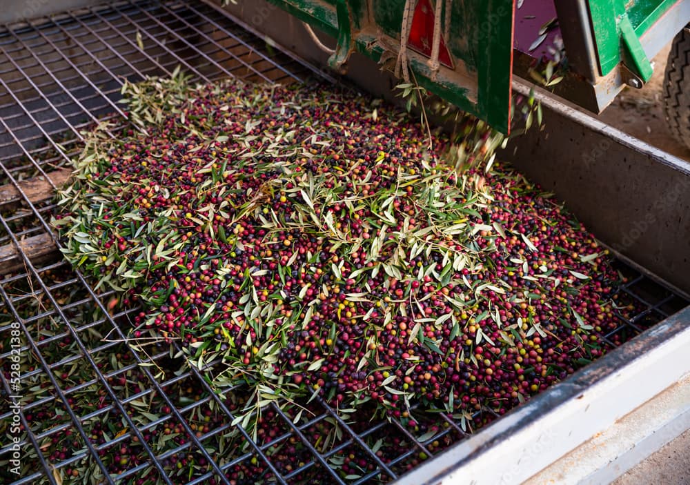 Récolte des Olives