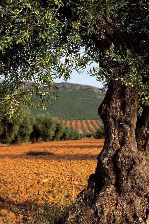 Olive Tree