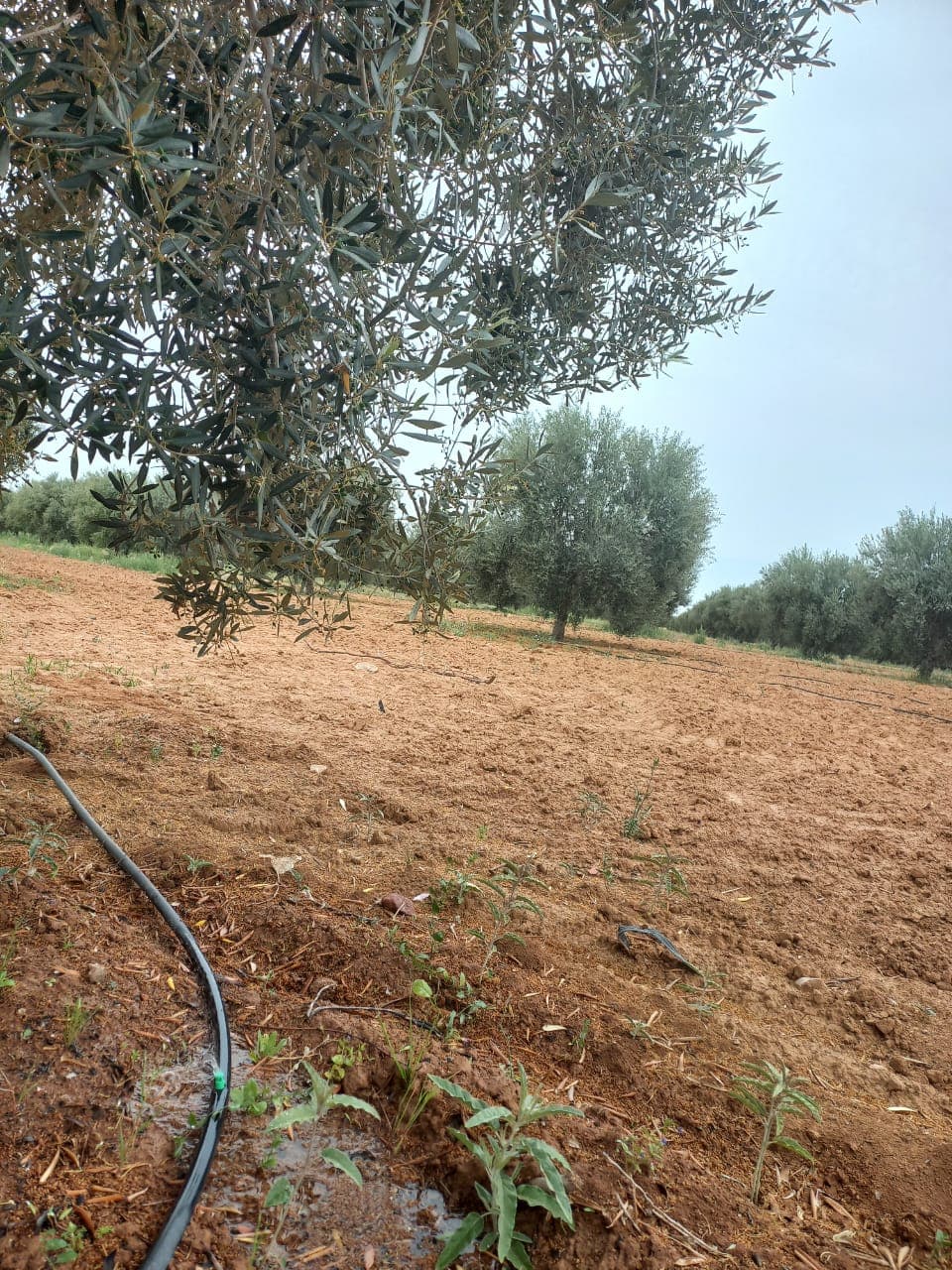 Regular irrigation of an olive tree