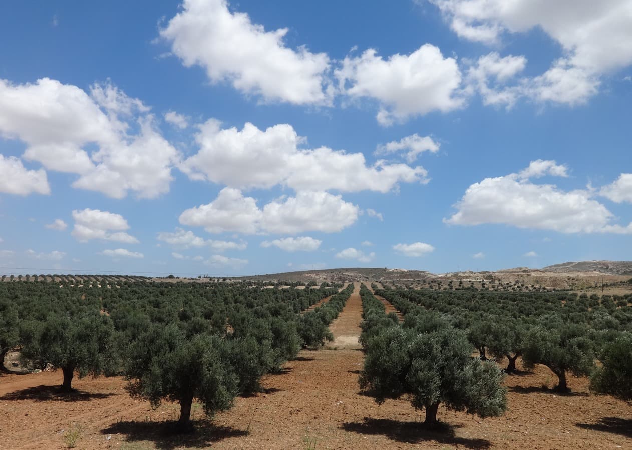 From Ancient Roots to Modern Science: Why Tunisian Extra Virgin Olive Oil is a Global Superfood