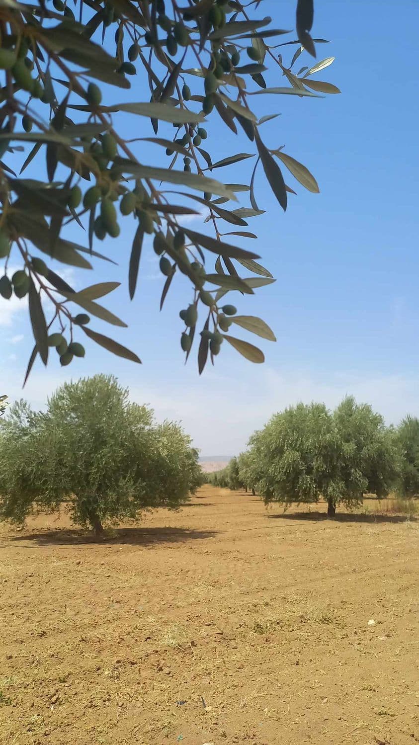 The New Olive Season in Kairouan: Positive Indicators Despite a Slight Expected Decline
